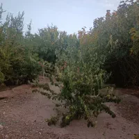 زمین-کران