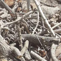 قطع وهرس درختان باغی وویلایی ،اره موتوری،خرید چوب|خدمات باغبانی و درختکاری|مشهد, توس (بلوار توس)|دیوار