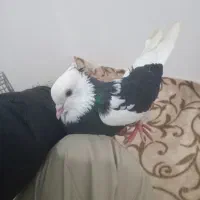 ۳تا شازده کبوتو