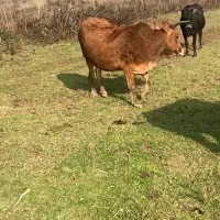 گمشده ۴ راس گاو|حیوانات|رشت, پسیخان|دیوار