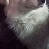 سگ پا کوتاه نژاد دار