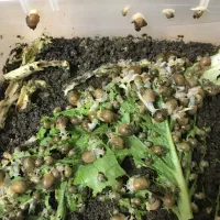 حلزون آلبینو و تخم حلزون