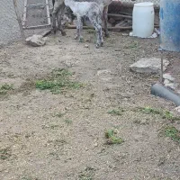 شیر الاغ موجود است