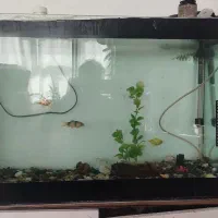 اکواریوم سالم