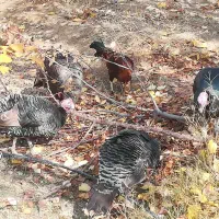 بوقلمون|حیوانات مزرعه|سارال, |دیوار