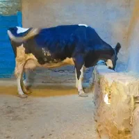 گاو ابستن مزرعه