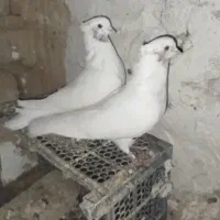 ماهرو  و یه جفت جوجه