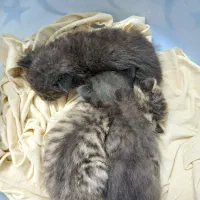 رانمایی نگهداری بچه گربه