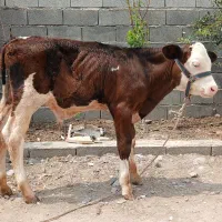گوساله ۲ماهه سیمیتال