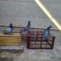 کبوتر پلاکی لطفا بخون تخفیف نداره|پرنده|قم, حنیف نژاد|دیوار