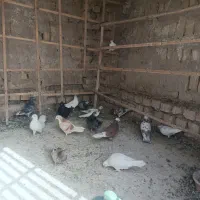 کبوتر