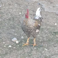 فروش تعدادی خروس محلی