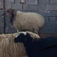 فروش قوچ روزگاری