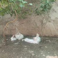 خرگوش