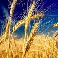 گندم فروشی ۵۰۰ کیلو