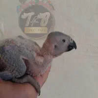 فروش جوجه کاسکو سرلاکی
