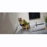 جفت مولد طوطی گرینچیک+مکمل تقویتی+قفس و وسایل|پرنده|تهران, قلمستان|دیوار