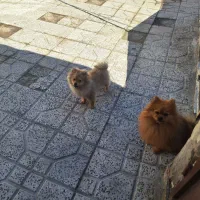 سگ پامرین|سگ|همدان, |دیوار