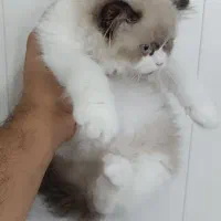 گربه رگدال اولین بار در آبادان