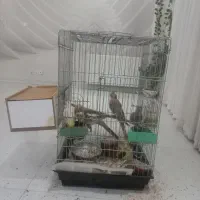 عروس هلندی مولد|پرنده|شاهینشهر, فدک|دیوار