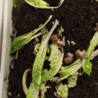 حلزون با باکس مخصوص|خزنده|مشهد, امیریه|دیوار