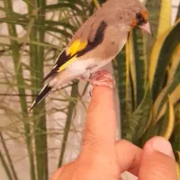 سهره دورگ دست آموز بخان بافیلم بروز|پرنده|تبریز, |دیوار