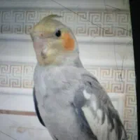 پرنده.عروس هلندی