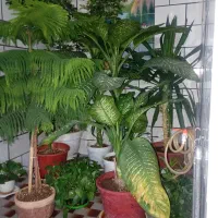 گل های سالم و زیبا