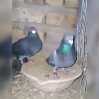 کفتر زمانت|حیوانات|گناباد, |دیوار