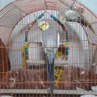 فروش عروس هلندی|پرنده|اندیمشک, |دیوار