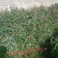 نهال آکالیپتوس(آکالاتوس)|گل و گیاه طبیعی|گتوند, |دیوار