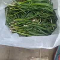 سیرموک تازه تازه کیلویی 100