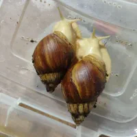 حلزون آچاتینا