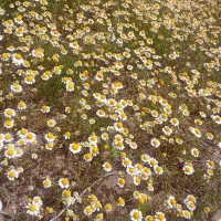 گل بابونه