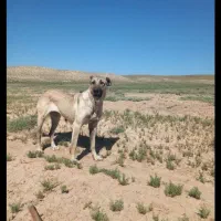 سگسرابی|سگ|سراب, |دیوار