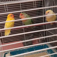 طوطی برزیلی