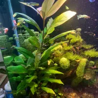 اکواریوم پلنت فوق حرفه ای|ماهی|قم, منبع آب|دیوار