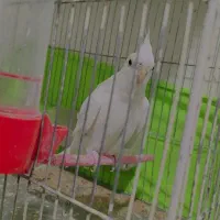 عروس هلندی پرنده|پرنده|بهارستان, |دیوار