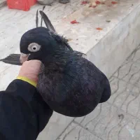 زاغ صرب و طوقی|پرنده|شیراز, آبیاری|دیوار