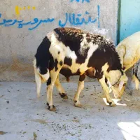 قوچ پلنگی