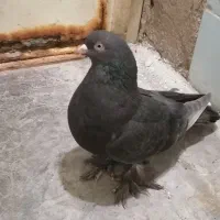 ماده قهوه ای