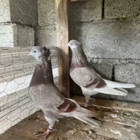 کبوتر پرشی درجه یک|پرنده|بابل, |دیوار