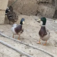 غاز واخضری کله سبز|حیوانات مزرعه|بندر امام خمینی, |دیوار