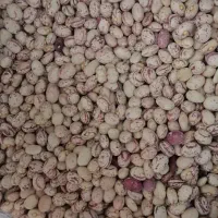 لوبیا چیتی عمده