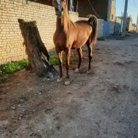 اسب یکسر وارداتی