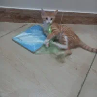 بچه گربه|گربه|چهاردانگه (تهران), |دیوار