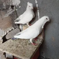 جفت سفید دم سیاه فری با جفت سار سرور المانی