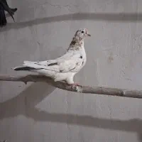 کبوتر پرشی|پرنده|سجاس رود, |دیوار