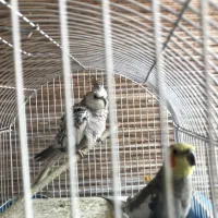 عروس هلندی|پرنده|تهران, گلستان (شهرک راه آهن)|دیوار