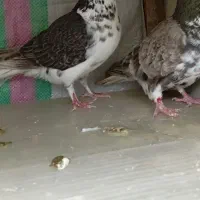 کفتر ساده افشون وجفت کرمونی